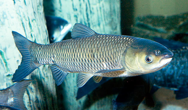 Grass carp spawn, Dhani, Fry